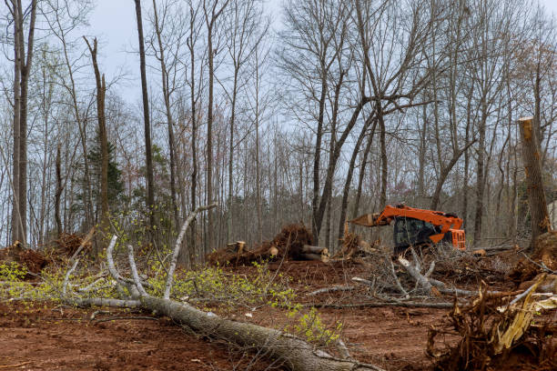 How Our Tree Care Process Works  in  Pleasant Hill, OH