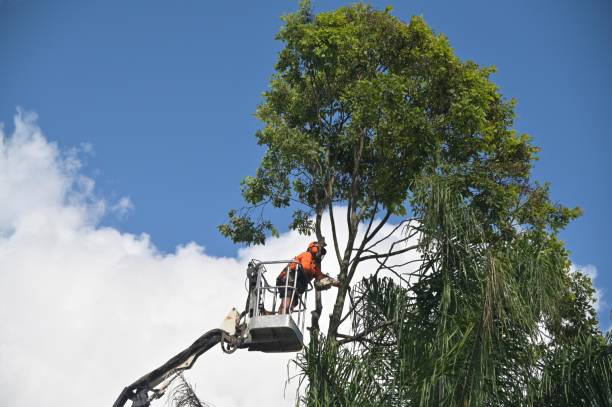 Professional Tree Services in Pleasant Hill, OH